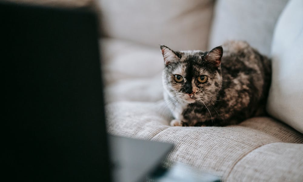 Cute curious cat watching video on laptop sitting on couch .pexels