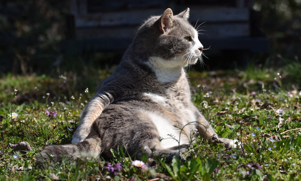 Funny Cat Relaxing on Grass .pexels