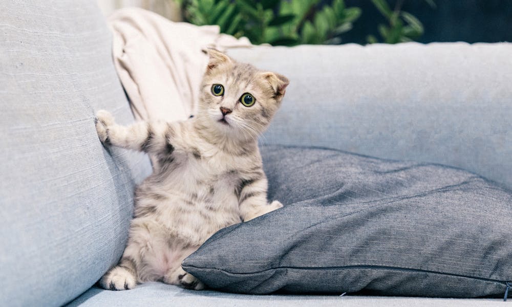 Cute Tabby Kitten on a Sofa .pexels