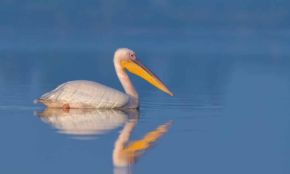 A white pelican swimming in the water .pexels