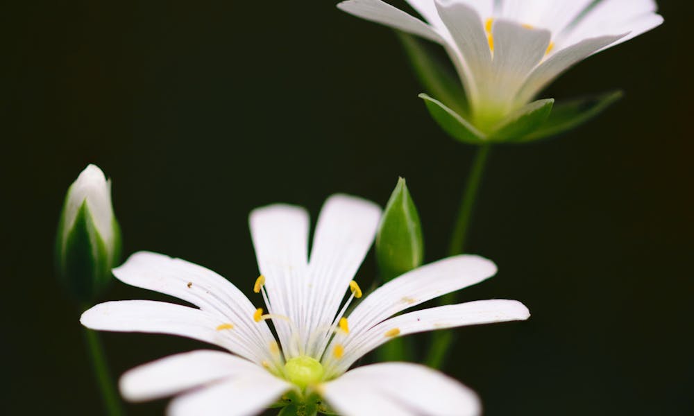 Selective Focus Photography of White Petaled Flower .pexels