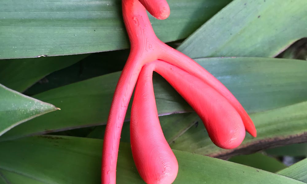 Anatomical Clitoris on Green Leaves .pexels