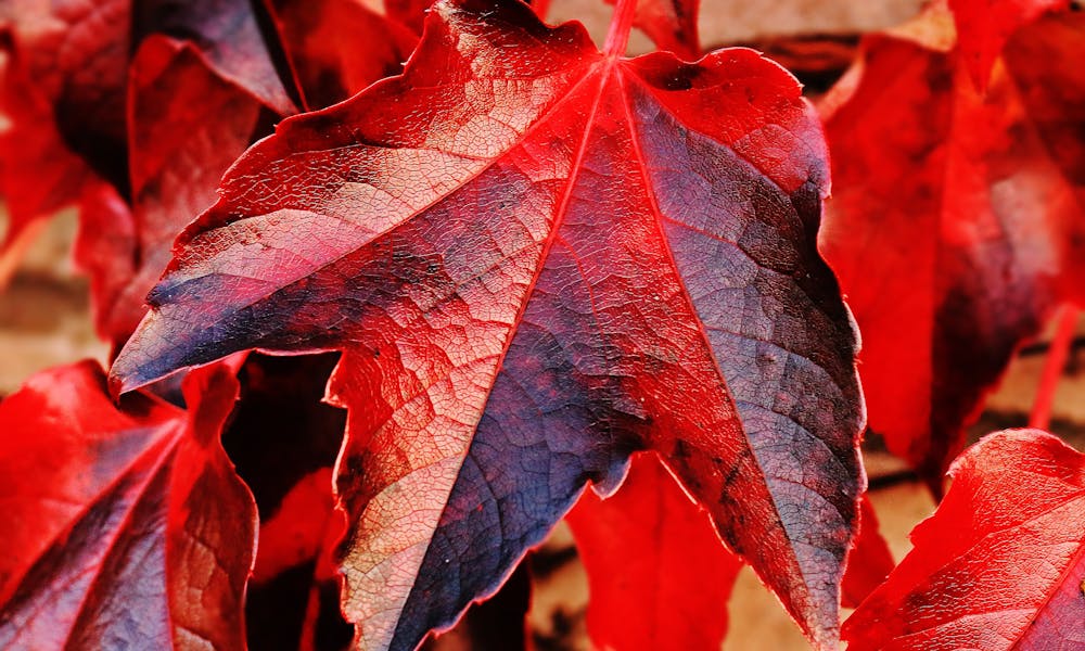 Red and Brown Plant Leaf in Closeup Photo .pexels
