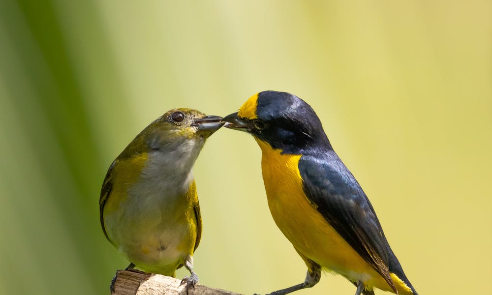 Two birds are sitting on a branch together .pexels