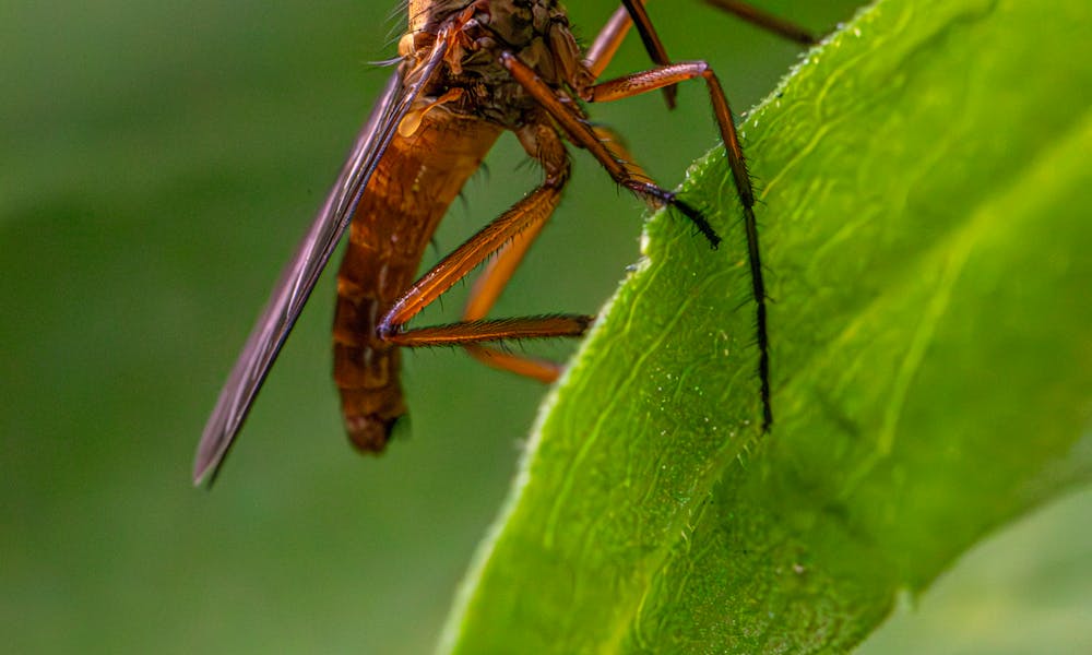 A fly is sitting on top of a leaf .pexels