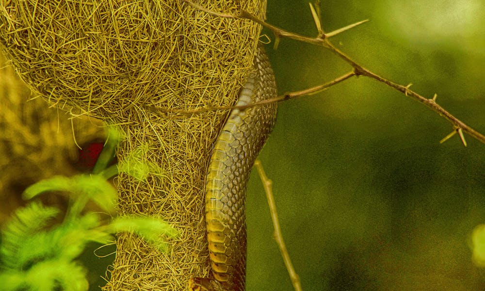 A snake is hanging from a tree branch .pexels