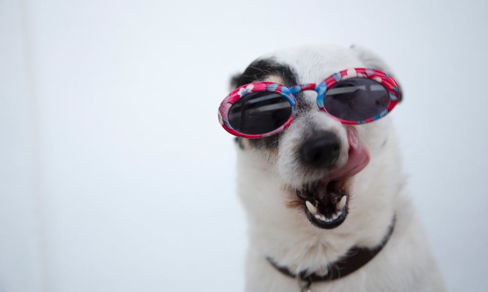 Close-Up Photo of Dog Wearing Sunglasses .pexels