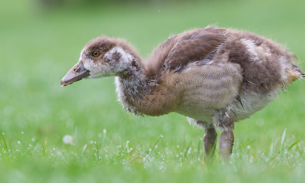 Egyptian Gosling .pexels