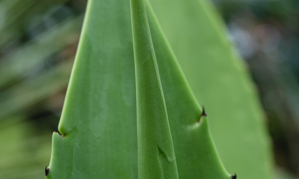 Close-up on Aloe Vera Plant .pexels