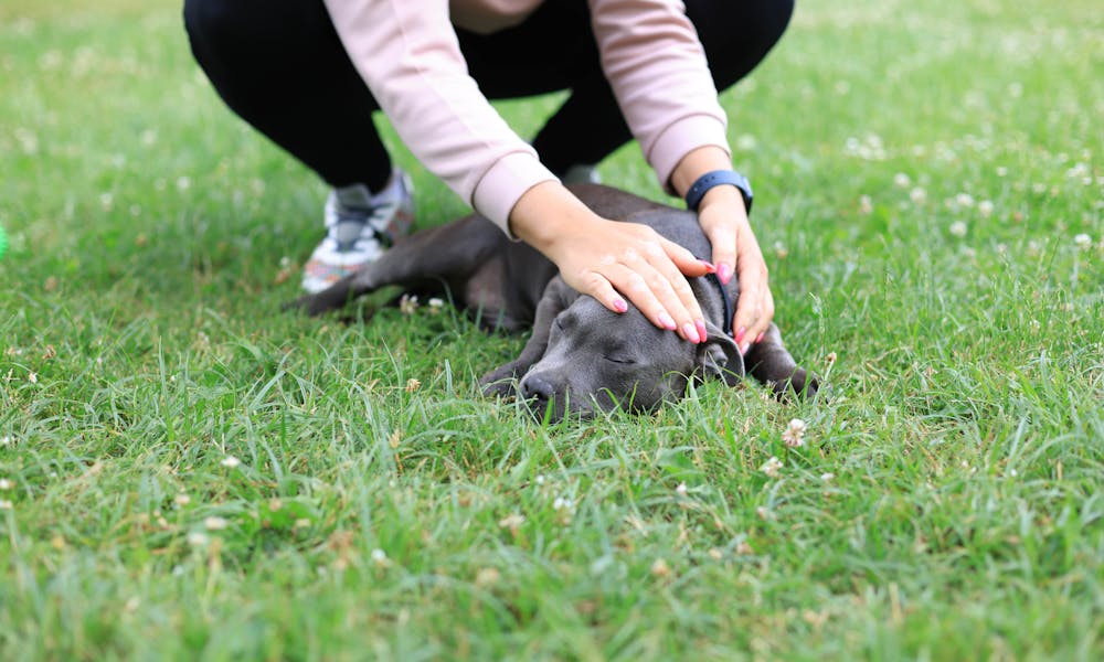Woman Stroking Dog Sleeping on Green Lawn .pexels