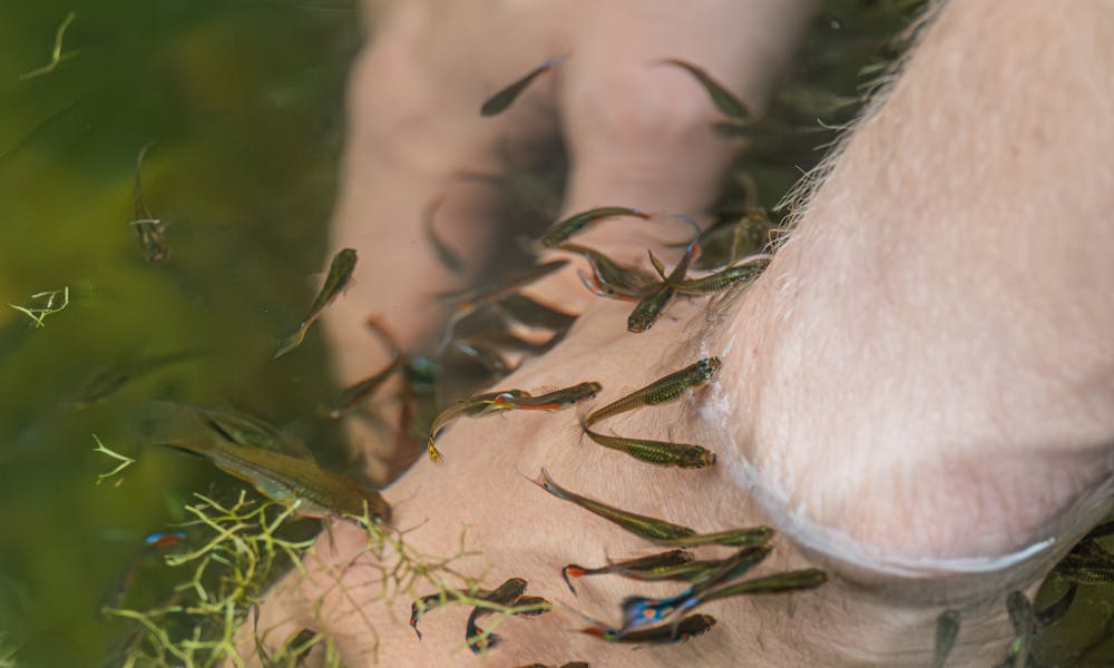 Hands of a Person in Water Surrounded by Fish .pexels