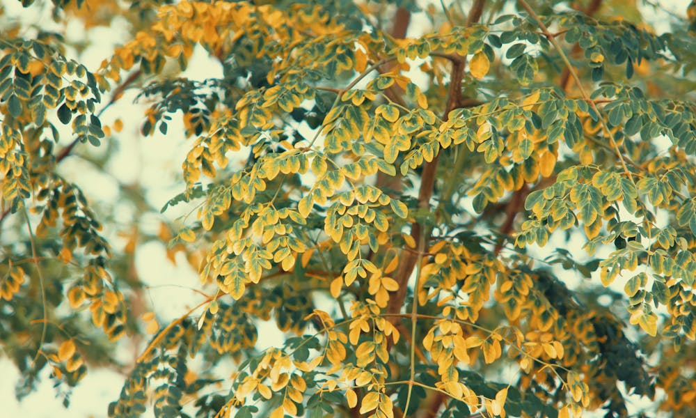 Low Angle Photo of Moringa Oleifera .pexels