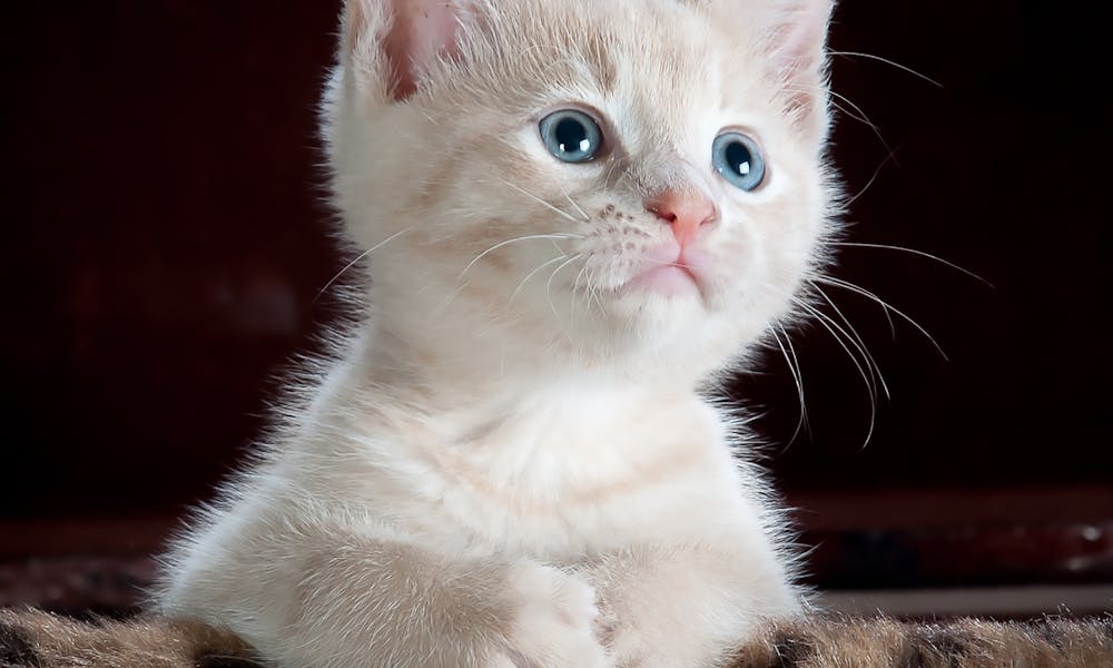 White and Grey Kitten on Brown and Black Leopard Print Textile .pexels