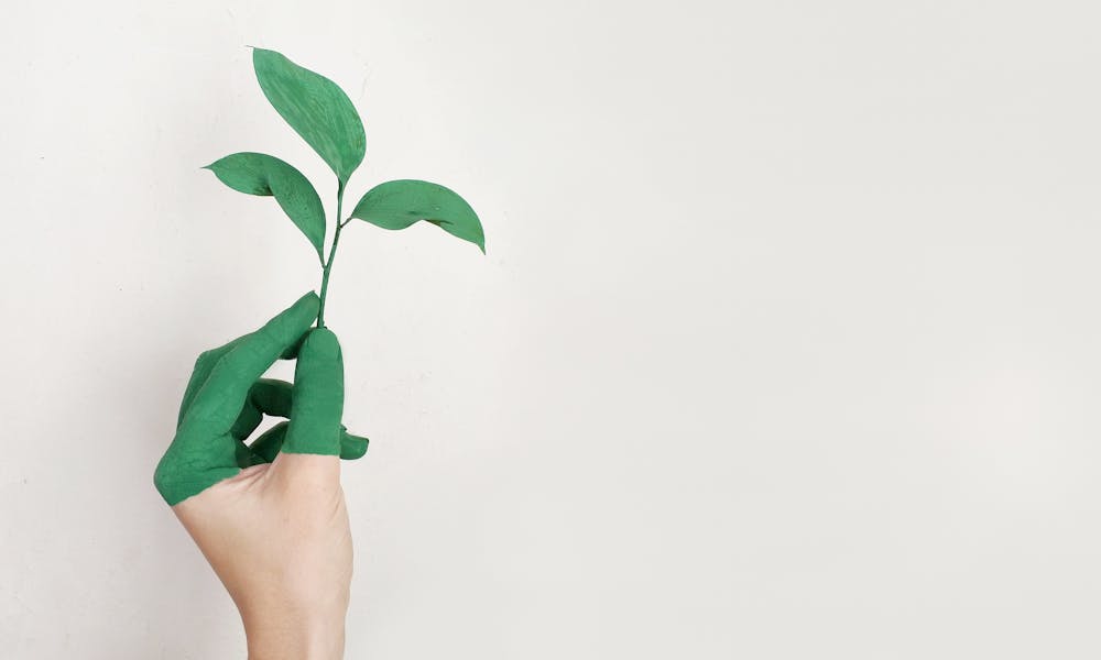 A hand painted green holds a fresh plant sprout against a light background, symbolizing growth and sustainability. .pexels