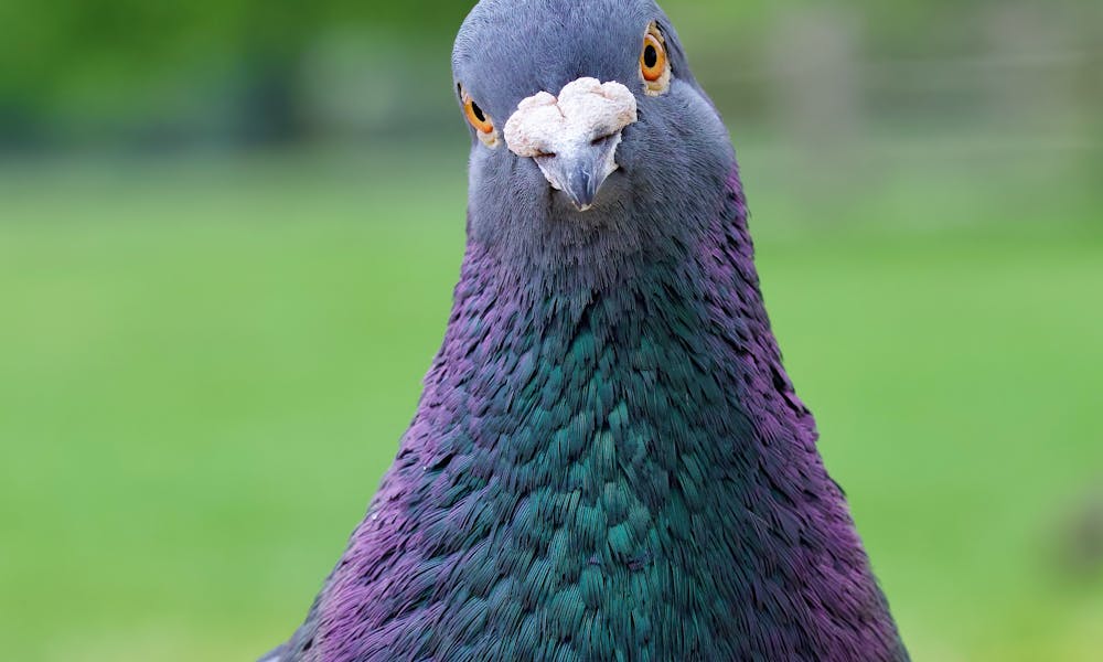 Close-up portrait of a colorful pigeon in Teddington Park, showcasing its iridescent feathers. .pexels