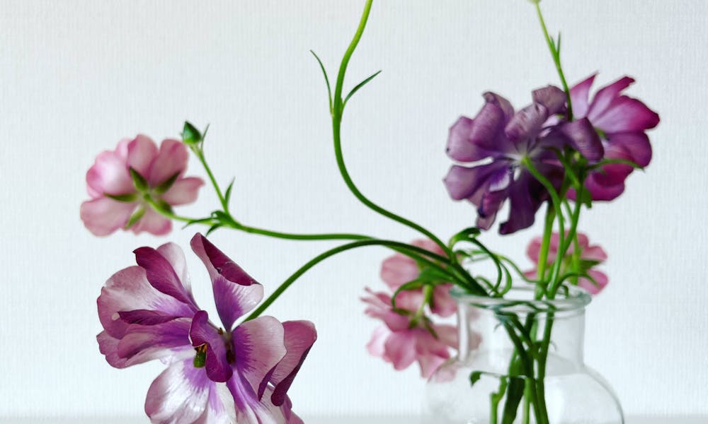 A glass vase with purple flowers in it .pexels